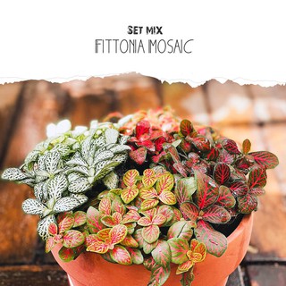 Chậu đất nung mix nhiều cây Set: Fittonia Mosaic (gồm các giống Fittonia Mosaic màu khác nhau)