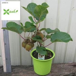 Hạt Giống Kiwi - 30 Hạt