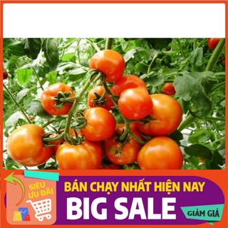 Hạt giống cà chua quả to chịu nhiệt, siêu năng xuất - 30 hạt