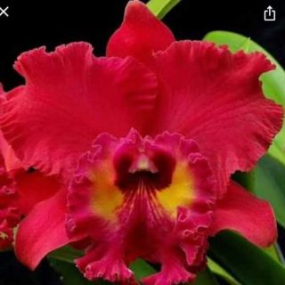 Lan Cattleya King Of TaiWan đỏ cây trưởng thành