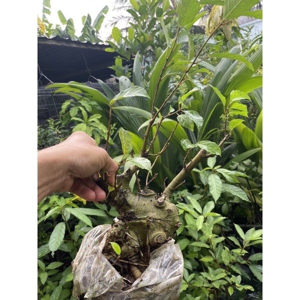 Cây Sung bonsai mini