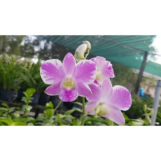 Chậu cây lan dendro chớp kim cương hàng cây tơ thân lá sắp hoa