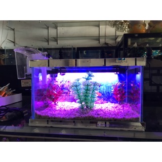 Combo bể cá D30cm C18cm R18cm có đèn 30cm +máy lọc thác * 1 cây to 2 cây nhỏ + đá rải nền