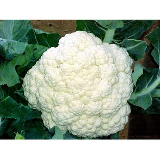 Hạt Giống Bông Cải Trắng