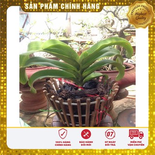 COMBO 2 gói giá thể trồng lan vỏ thông