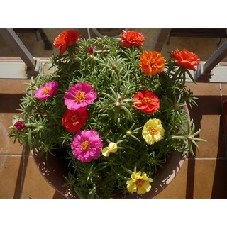 Hạt giống hoa Mười giờ Mỹ mix - Gói 150hạt