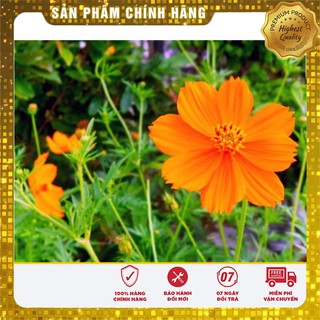 Hạt Giống Hoa Cúc Sao Nháy mix(100 hạt)