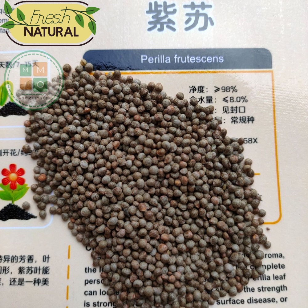 Hạt giống tía tô bốn mùa