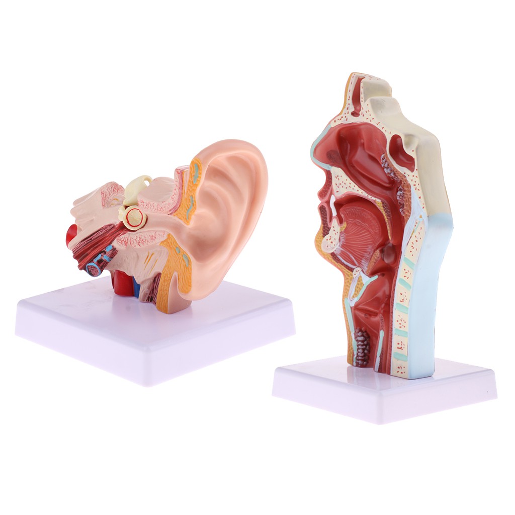 [Hàng mới về] 2 Mô hình tai + mũi có đế đứng tiện lợi sử dụng đa năng
