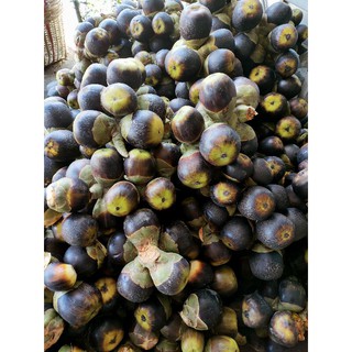 TRÁI THỐT NỐT TƯƠI (15k/Trái)