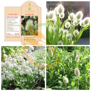 Bộ 5 gói hạt giống Cỏ đuôi thỏ - THEXANH
