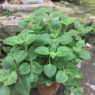 HẠT GIỐNG CÂY HÚNG CHANH (TẦN DÀY LÁ...) 0,1G