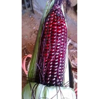 NGÔ NẾP TÍM THÁI LAN 60k (300g)