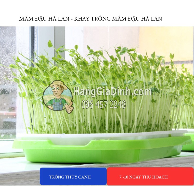 [Bền Rẻ ] Khay trồng rau mầm đậu hà lan siêu đẹp dùng trồng thủy canh, đất, mùn dừa giá rẻ