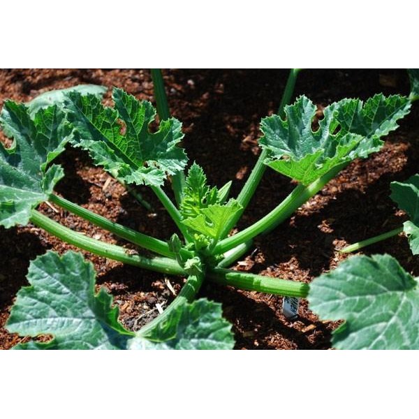 Hạt Giống Bí Ngồi Tròn Xanh (10 Hạt) - Giòn Ngọt, Năng Suất Cao - MUA 3 TẶNG 1 CÙNG LOẠI