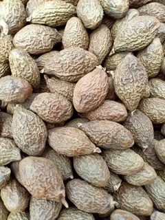 300gr Hạt ươi bay chuẩn Lâm Đồng