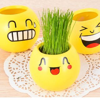 Chậu trồng cây mini để bàn