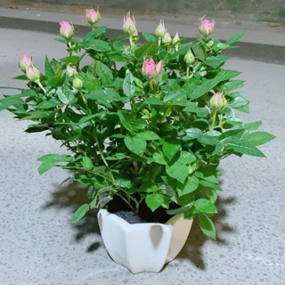Chậu hoa hồng màu hồng nhạt
