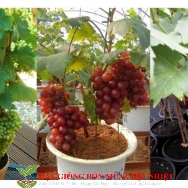Hạt giống Nho pháp  Hạt Giống Nho Pháp Bốn Mùa10 Hạt/ Gói  Nho Lùn Pháp