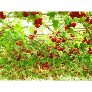 Hạt Giống Cà Chua Leo Giàn - Cà Chua Bạch Tuộc F1