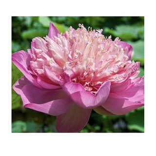 cây sen,ngó sen giống quan âm hồng