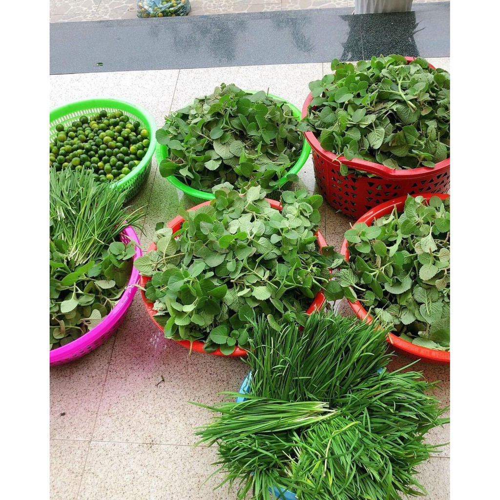 Siro Ho Húng Chanh Tuệ An