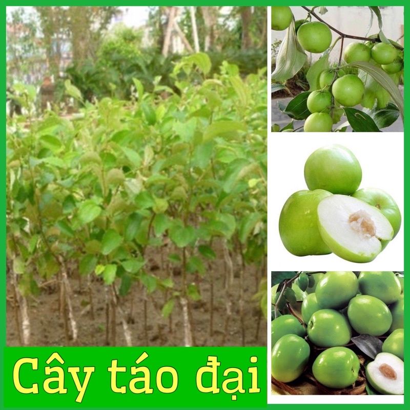 CÂY GIỐNG TÁO ĐÀI LOAN  GIÒN NGỌT 6 THÁNG CHO QUẢ