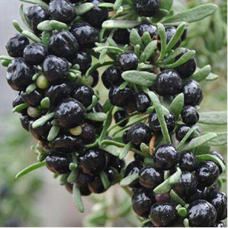 HẮC KÌ TỬ (Giá huỷ diệt , 500g Hắc kì Tử Loại 1)