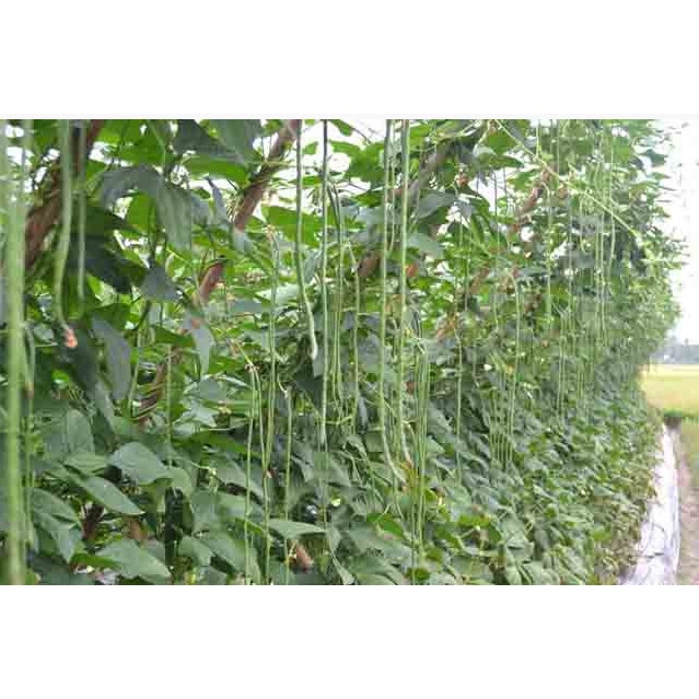 Hạt giống đậu đũa trắng đỏ TN142 / Gói 50 gram