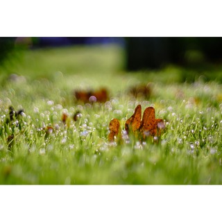 Lens SMC Takumar 55f1.8, lens đời 3, ngàm m42 (50mm f1.8)