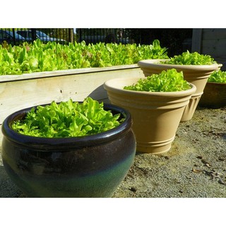 Xà Lách RĐ 357 ( 10gr ) - Rạng Đông