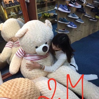 Gấu bông teddy áo khổ vải 2m