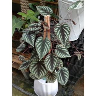 Cây hồ đăng - Rex Begonia Vine