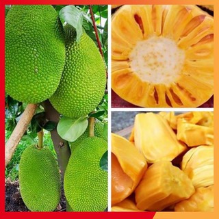Cây giống mít thái siêu sớm changai siêu ngọt - cây giống mít thái sai quả cây bền dễ trồng