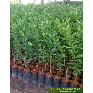 Combo 3 cây giống bưởi siêu ngọt