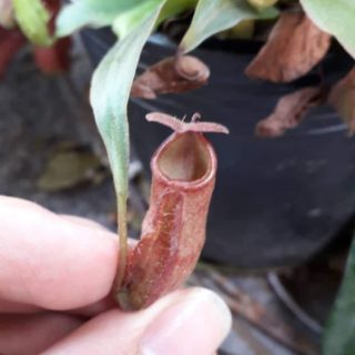 Cây nắp ấm size nhỏ