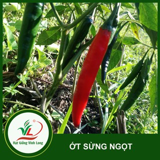 Hạt giống  Ớt sừng ngọt (hạt tự thu) - 15 hạt