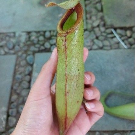 Cây nắp ấm N. mirabilis green