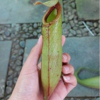 cây nắp ấm N. mirabilis green