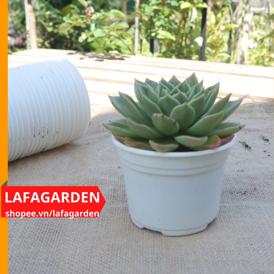 Chậu trồng sen đá (105x80mm) giá sỉ 1 bao 700 cái
