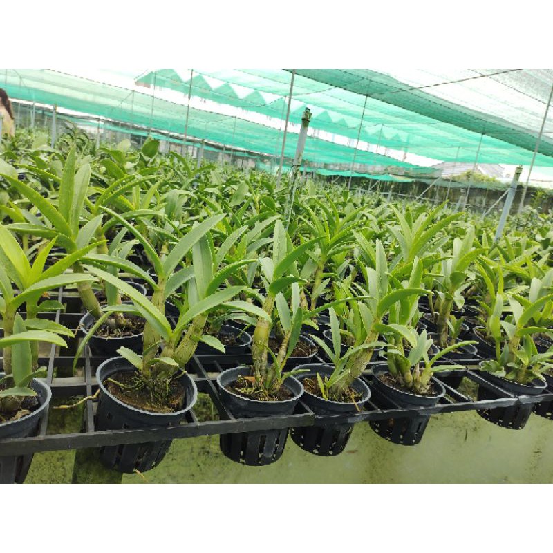 Den tre tím hoa thơm