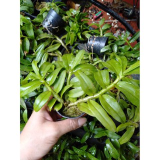 Hoa phong lan phi điệp 5ct gieo hạt