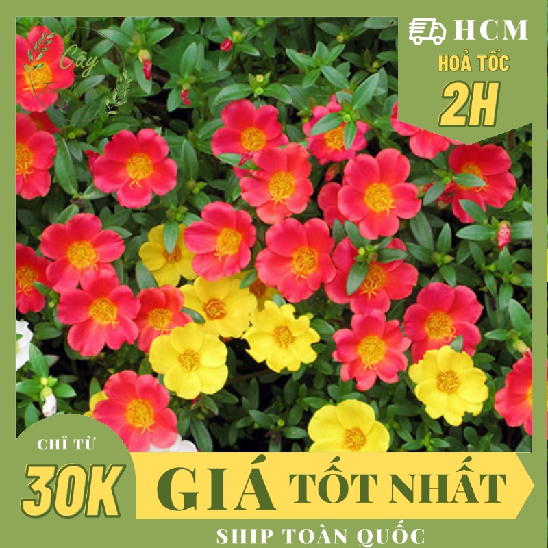 CÂY GIỐNG HOA MƯỜI GIỜ THÁI ,, Hoa giống, dễ trồng GIÁ RẺ, nở quanh năm, Cây Tươi Nguyên CTN0280
