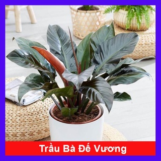 Trầu Bà Đế Vương - cây cảnh để bàn - caykiengsadec