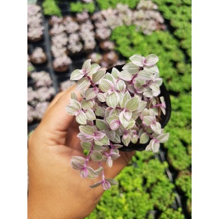 thài lài tím