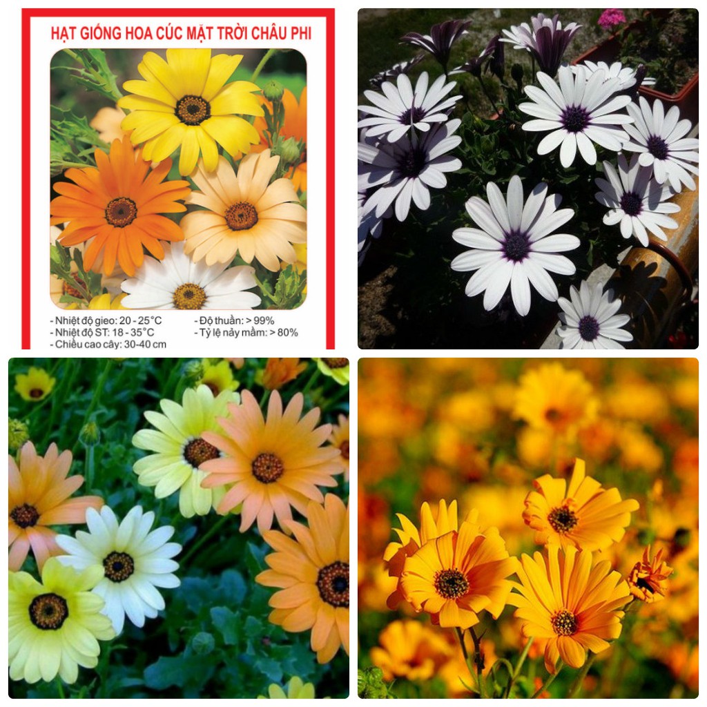 Hạt Giống Hoa Cúc Châu Phi Mix 20Hạt - TẶNG kèm 3 viên nén ươm hạt