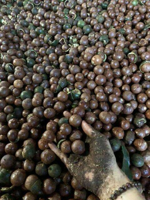 1kg hạt mắc ca cưa vỏ siêu ngon tặng khóa mở