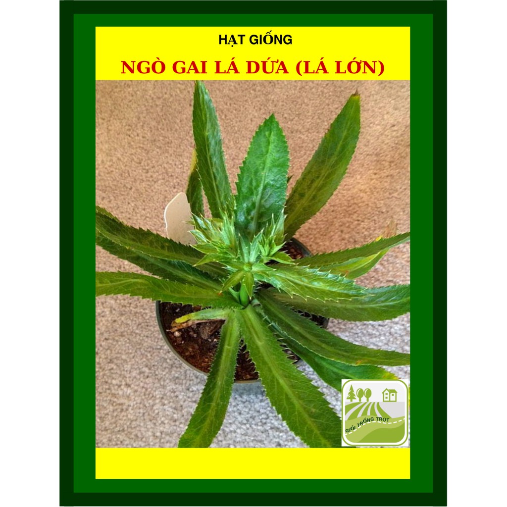 20G - Hạt Giống Ngò Gai Lá Lớn
