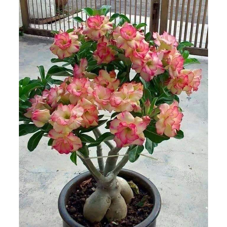 Gói 10 hạt giống hoa sứ Thái kép mix đủ 10 màu