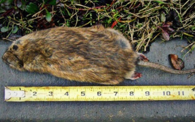 Thuốc diệt chuột sinh học chuột ăn chết ngay không chết vật nuôi và an toàn con người